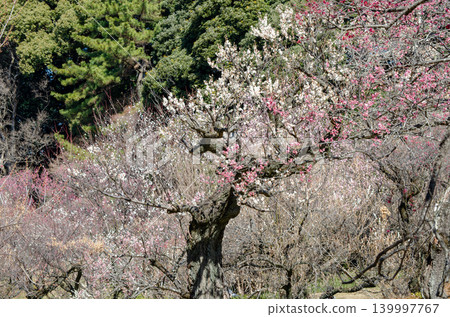 A scene from a sunny early spring day when plum blossoms are in bloom. A scene from a sunny early spring day when plum blossoms are in bloom. 139997767