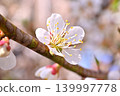 花園裡盛開著一朵梅花。 139997778