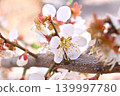 花園裡的梅花 139997780