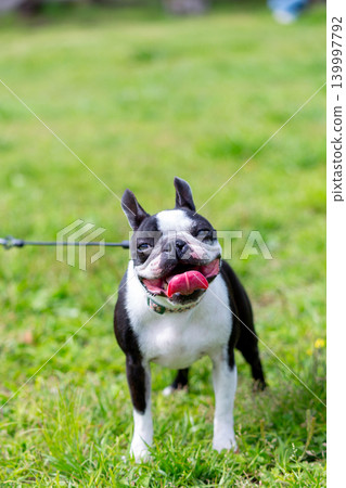波士頓梗犬在公園玩耍 波士頓梗犬在公園玩耍 139997792