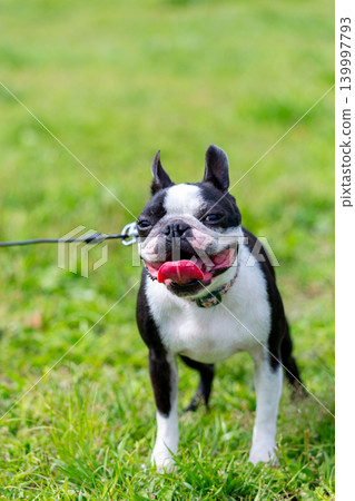 波士頓梗犬在公園玩耍 波士頓梗犬在公園玩耍 139997793