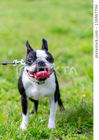 Boston Terrier playing in the park Boston Terrier playing in the park 139997794