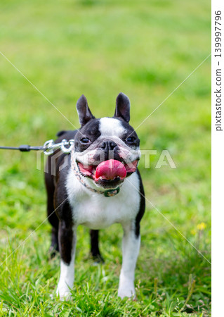 Boston Terrier playing in the park Boston Terrier playing in the park 139997796