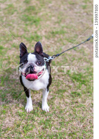 波士頓梗犬在公園玩耍 139997800