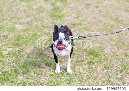 波士頓梗犬在公園玩耍 波士頓梗犬在公園玩耍 139997803