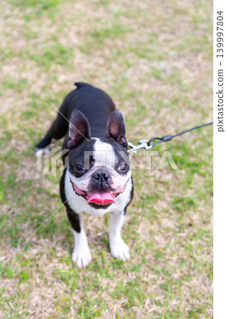波士頓梗犬在公園玩耍 波士頓梗犬在公園玩耍 139997804