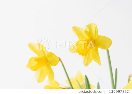 Yellow daffodil flowers photographed indoors against a white background (02) Yellow daffodil flowers photographed indoors against a white background (02) 139997822