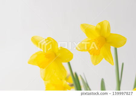 Yellow daffodils photographed indoors against a white background (14) Yellow daffodils photographed indoors against a white background (14) 139997827