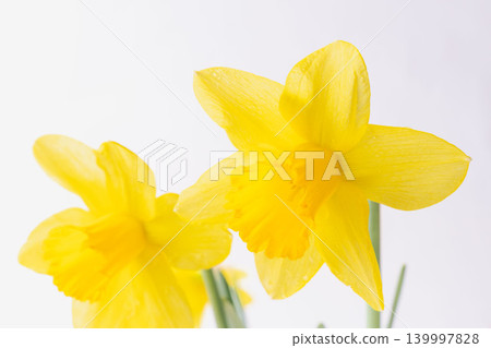 Yellow daffodil flowers photographed indoors against a white background (16) Yellow daffodil flowers photographed indoors against a white background (16) 139997828