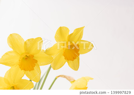 Yellow daffodil flowers photographed indoors against a white background (18) Yellow daffodil flowers photographed indoors against a white background (18) 139997829