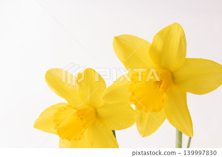 Yellow daffodil flowers photographed indoors against a white background (19) Yellow daffodil flowers photographed indoors against a white background (19) 139997830