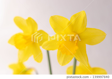 Yellow daffodils photographed indoors against a white background (29) Yellow daffodils photographed indoors against a white background (29) 139997840