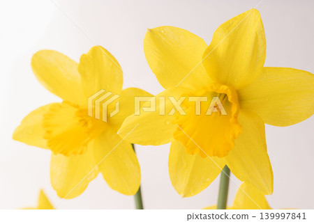 30 indoor photos of yellow daffodil flowers against a white background. 30 indoor photos of yellow daffodil flowers against a white background. 139997841
