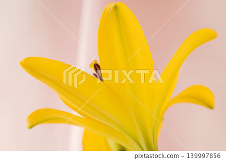 Yellow lilies photographed indoors against a pink background (06) Yellow lilies photographed indoors against a pink background (06) 139997856