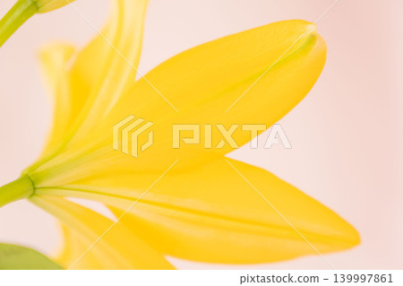 Yellow lilies photographed indoors against a pink background (11) Yellow lilies photographed indoors against a pink background (11) 139997861