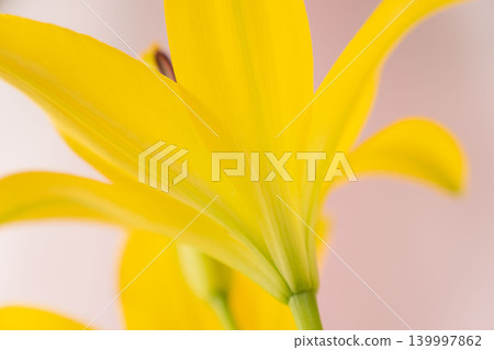室內拍攝的黃色百合花,背景為粉紅色(12) 室內拍攝的黃色百合花,背景為粉紅色(12) 139997862