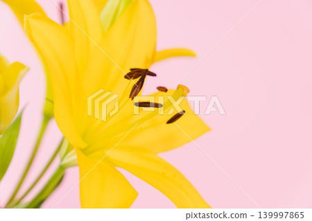 Yellow lilies photographed indoors against a pink background (15) Yellow lilies photographed indoors against a pink background (15) 139997865