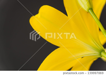 室內照片：黑色背景上的黃色百合花 01 139997869