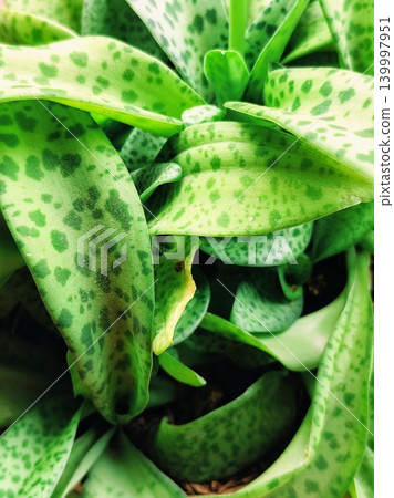 Drimiopsis maculata floral stock image Drimiopsis maculata floral stock image 139997951