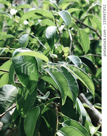 banyan tree leaves stock image banyan tree leaves stock image 139997952