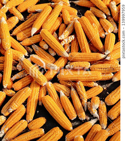 background of peeled corn that has just been harvested 139997959
