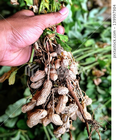 photo of freshly harvested peanuts photo of freshly harvested peanuts 139997984