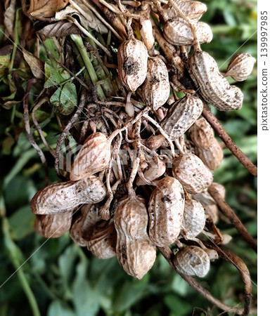 photo of freshly harvested peanuts photo of freshly harvested peanuts 139997985