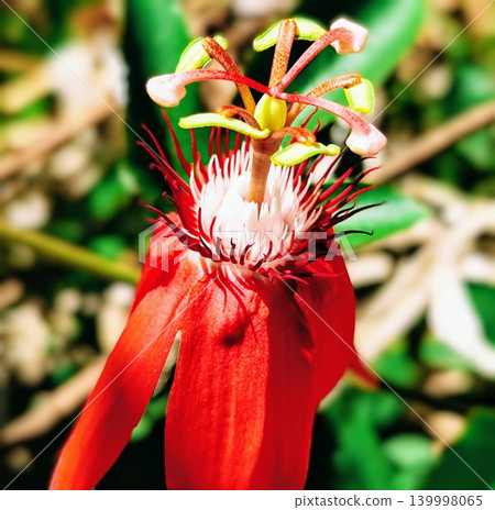 Passiflora Vitifolia flowers are in bloom with beautiful "red granadillas", Passiflora Vitifolia flowers are in bloom with beautiful "red granadillas", 139998065