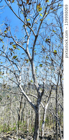 teak tree without leaves in the dry season teak tree without leaves in the dry season 139998069
