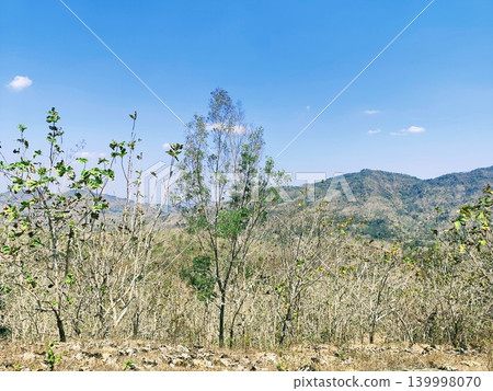 teak tree without leaves in the dry season teak tree without leaves in the dry season 139998070