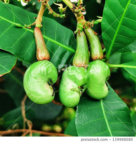 Young cashew nuts are not ready to be harvested, hanging from the tree stalk Young cashew nuts are not ready to be harvested, hanging from the tree stalk 139998080