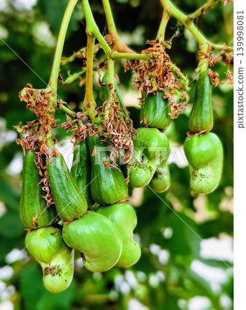 Young cashew nuts are not ready to be harvested, hanging from the tree stalk Young cashew nuts are not ready to be harvested, hanging from the tree stalk 139998081