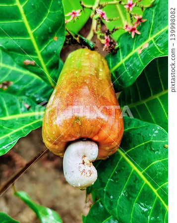 Fresh and ripe cashew nuts with reddish yellow color hanging from the tree stalk Fresh and ripe cashew nuts with reddish yellow color hanging from the tree stalk 139998082