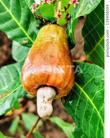 Fresh and ripe cashew nuts with reddish yellow color hanging from the tree stalk Fresh and ripe cashew nuts with reddish yellow color hanging from the tree stalk 139998084