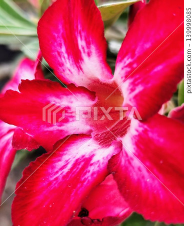 closeup of pink adenium flower closeup of pink adenium flower 139998085