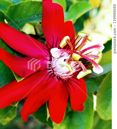 Passiflora Vitifolia flowers are in bloom with beautiful "red granadillas", Passiflora Vitifolia flowers are in bloom with beautiful "red granadillas", 139998088