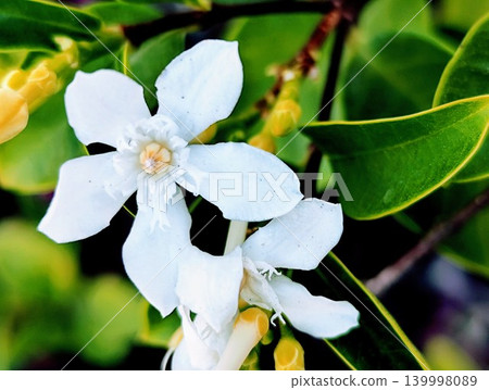 wrightia antidysenterica flower stock image wrightia antidysenterica flower stock image 139998089