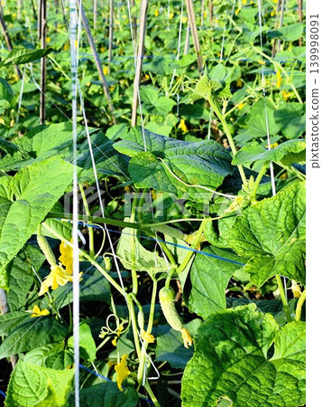 Cucumber plantation in open fields, using split bamboo stems as a climbing medium Cucumber plantation in open fields, using split bamboo stems as a climbing medium 139998091