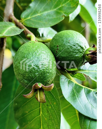 Fresh green guava hanging on its stalk Fresh green guava hanging on its stalk 139998268