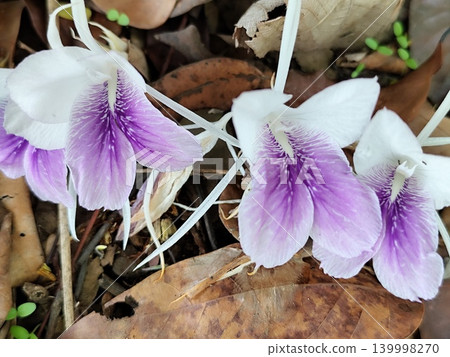 temu rapet flower or Kaempferia rotunda is a plant that can be used for traditional herbal medicine temu rapet flower or Kaempferia rotunda is a plant that can be used for traditional herbal medicine 139998270