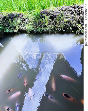 tilapia fish pond with murky water tilapia fish pond with murky water 139998333