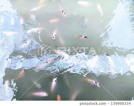 tilapia fish pond with murky water tilapia fish pond with murky water 139998334