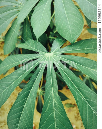 photo of wide cassava leaves 139998344