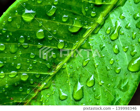 close up photo of wet green leaves after rain 139998346