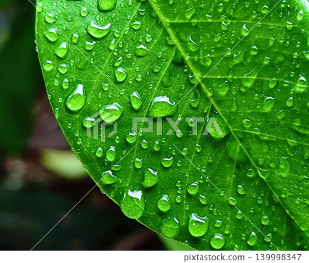 close up photo of wet green leaves after rain 139998347