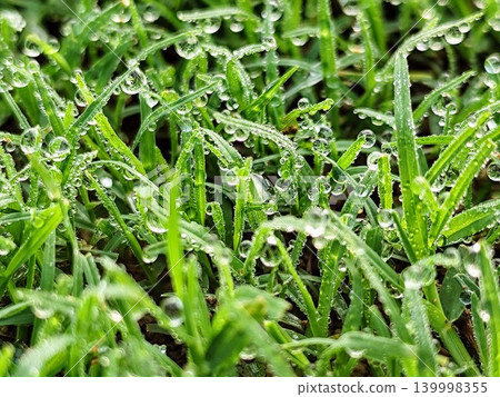 close up photo of wet green grass after rain with beautiful water balls close up photo of wet green grass after rain with beautiful water balls 139998355