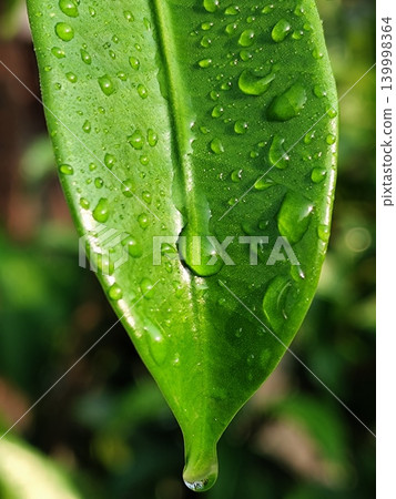 close up photo of wet green leaves after rain close up photo of wet green leaves after rain 139998364