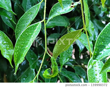 close up photo of wet green leaves after rain close up photo of wet green leaves after rain 139998372