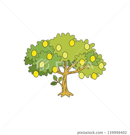 Lemon tree; fresh yellow lemons growing on the tree. Lemon tree; fresh yellow lemons growing on the tree. 139998402