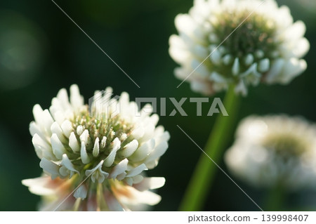 White clover White clover 139998407